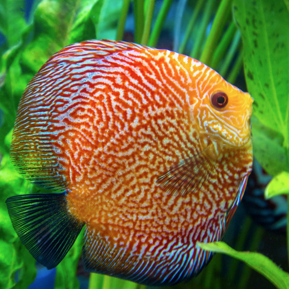 S.discus   Discus snake skin 8-10 cm